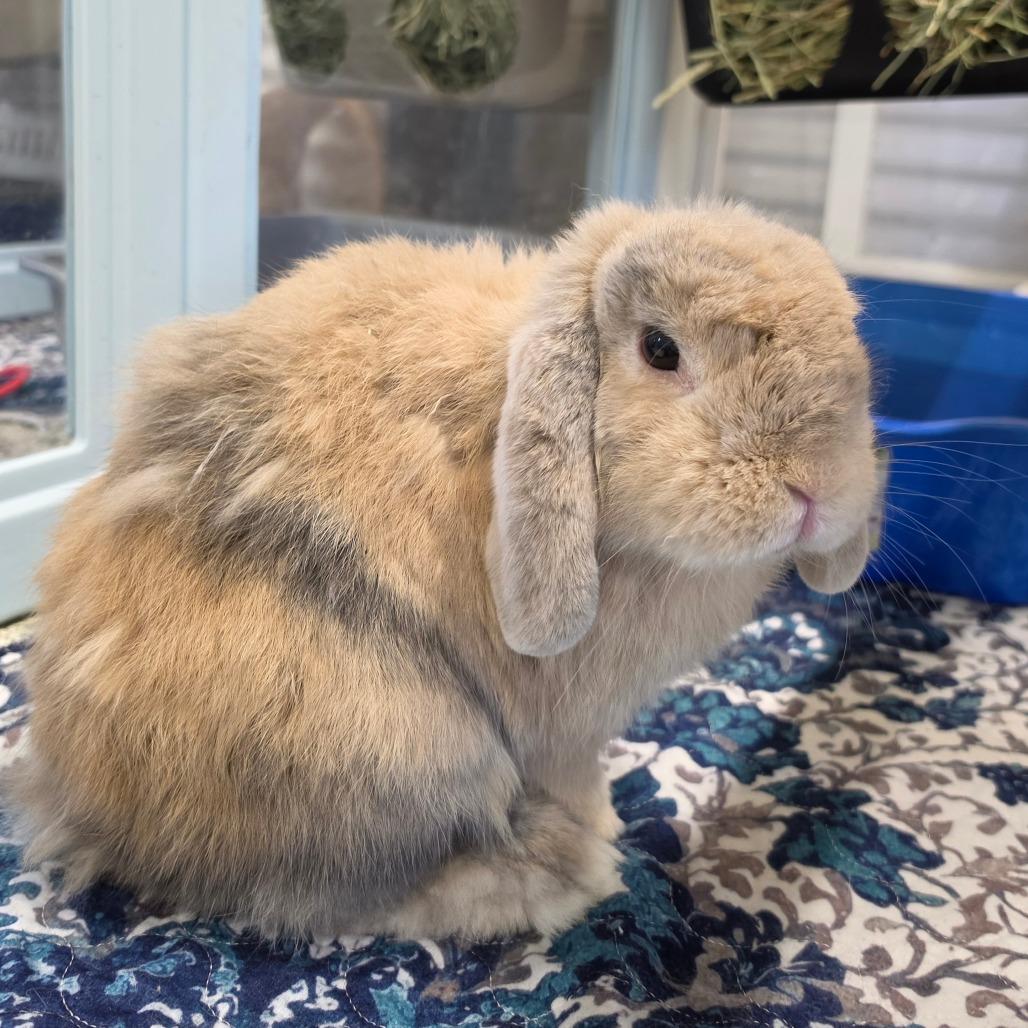 Barley, Adoptable, Adult Male Mini Lop.