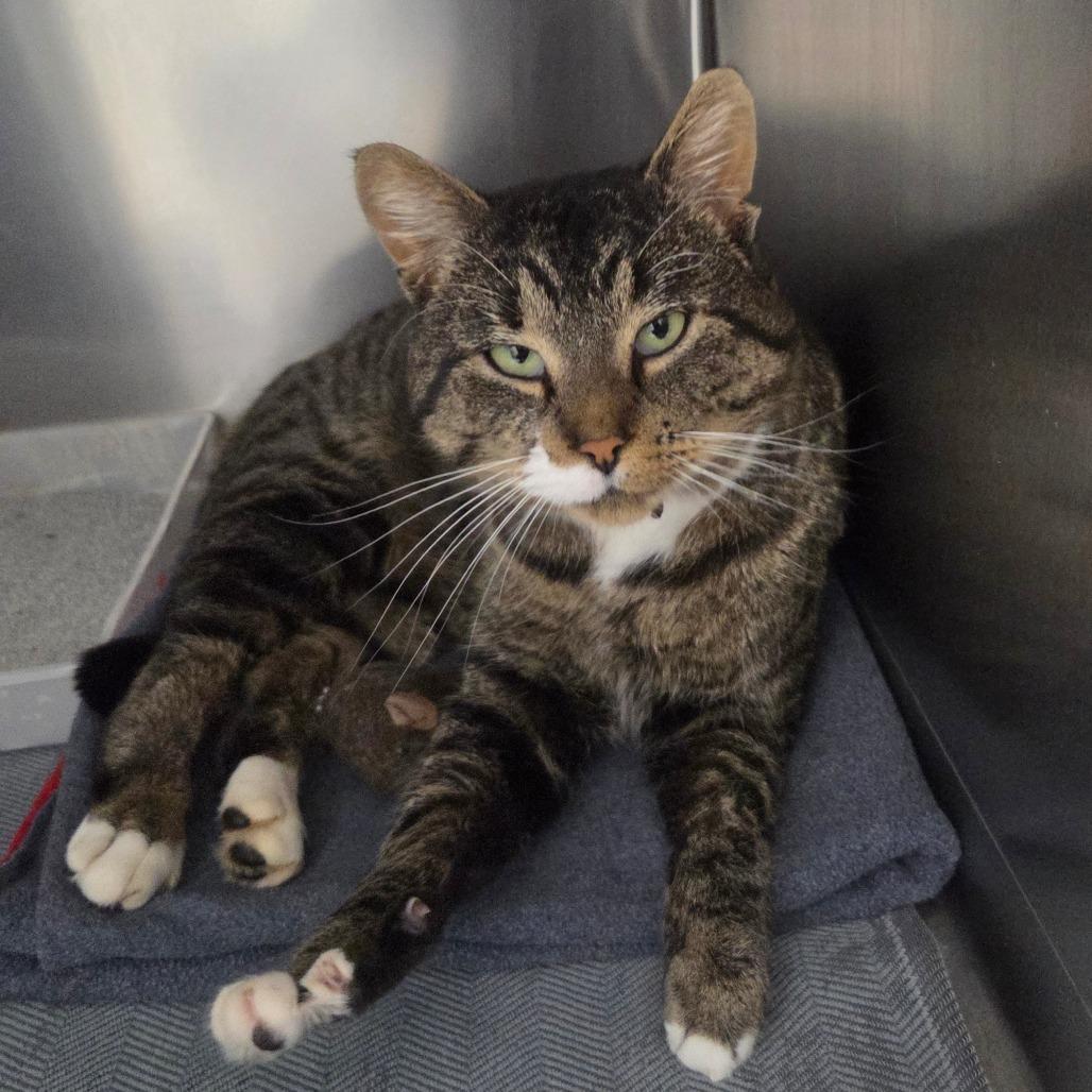 Oscar, Adoptable, Adult Male Domestic Short Hair.