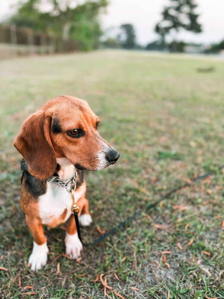 Billy Bob, Adoptable, Young Male Beagle.