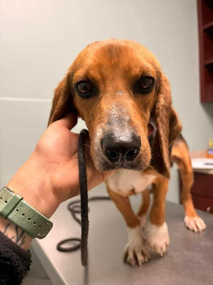 Billy Bob, a Adoptable mixed breed in Sumter, SC image 2/6
