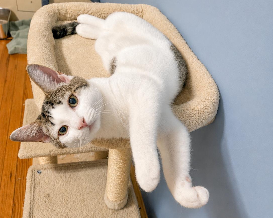 Dylan, Adoptable, Kitten Male Domestic Short Hair.