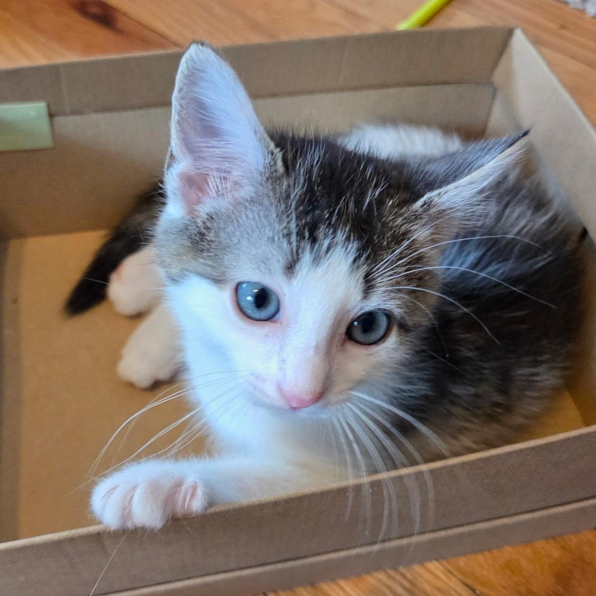 Enlarge Dylan, a Adoptable Domestic Short Hair in Alexandria, VA image 1/3