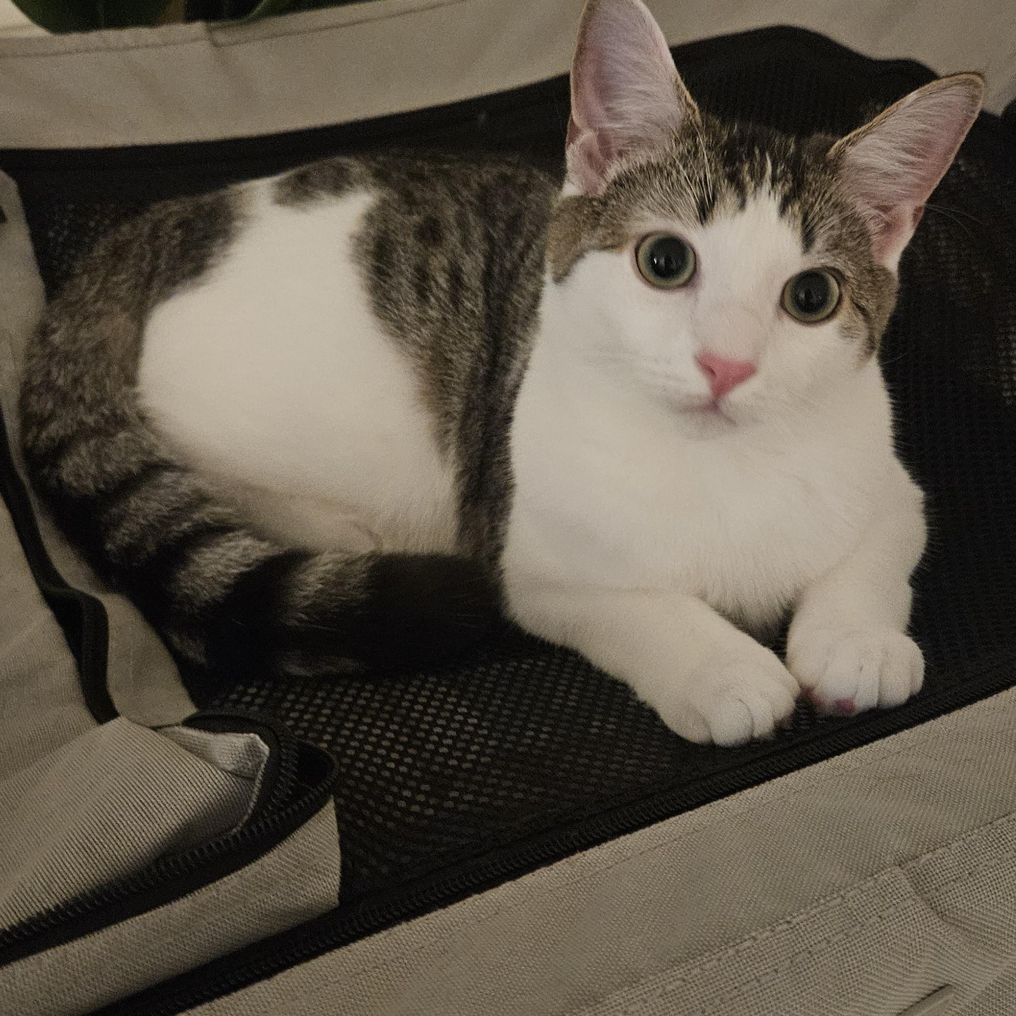 Enlarge Dylan, a Adoptable Domestic Short Hair in Alexandria, VA image 1/5