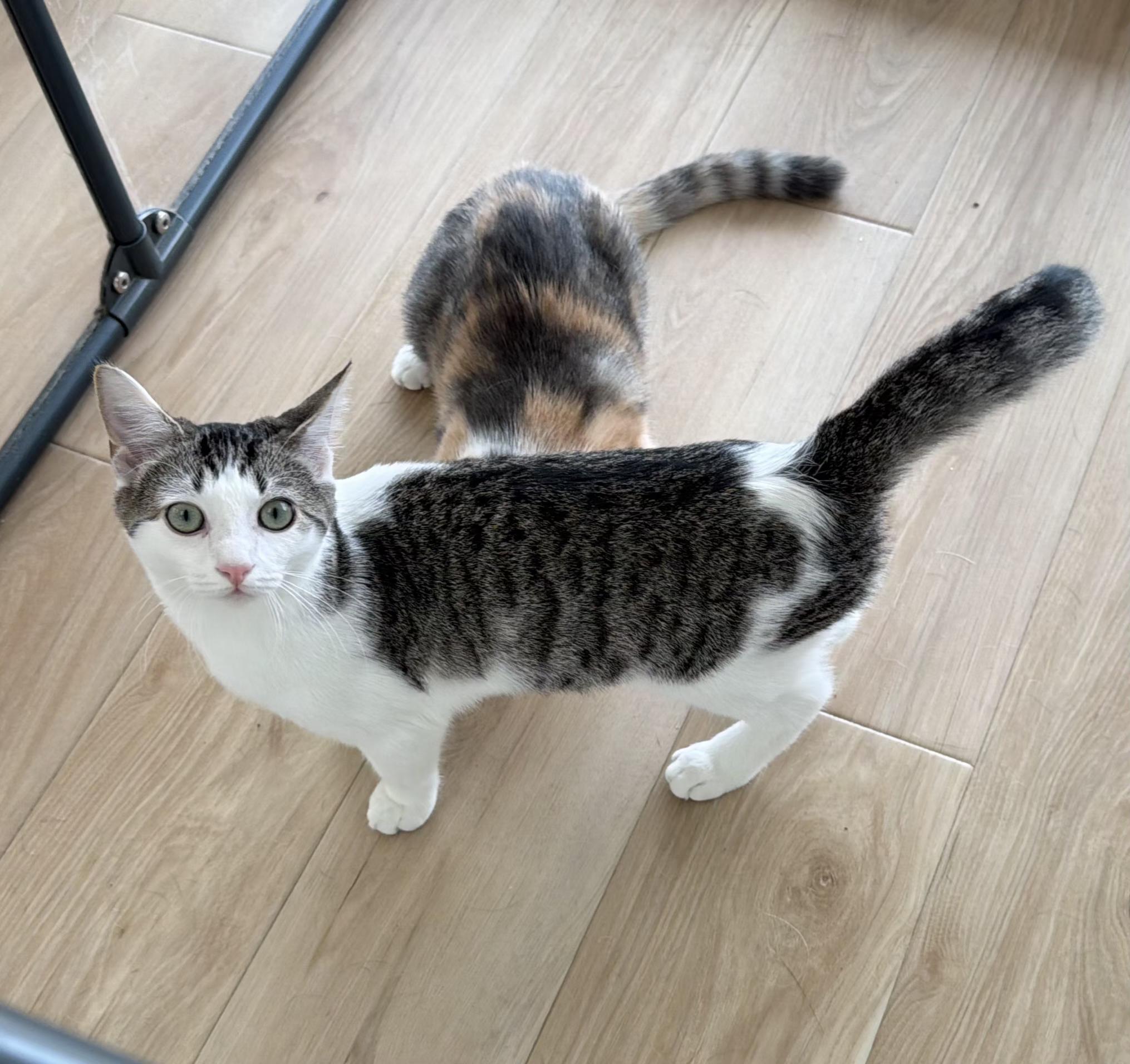 Enlarge Dylan, a Adoptable Domestic Short Hair in Alexandria, VA image 3/5