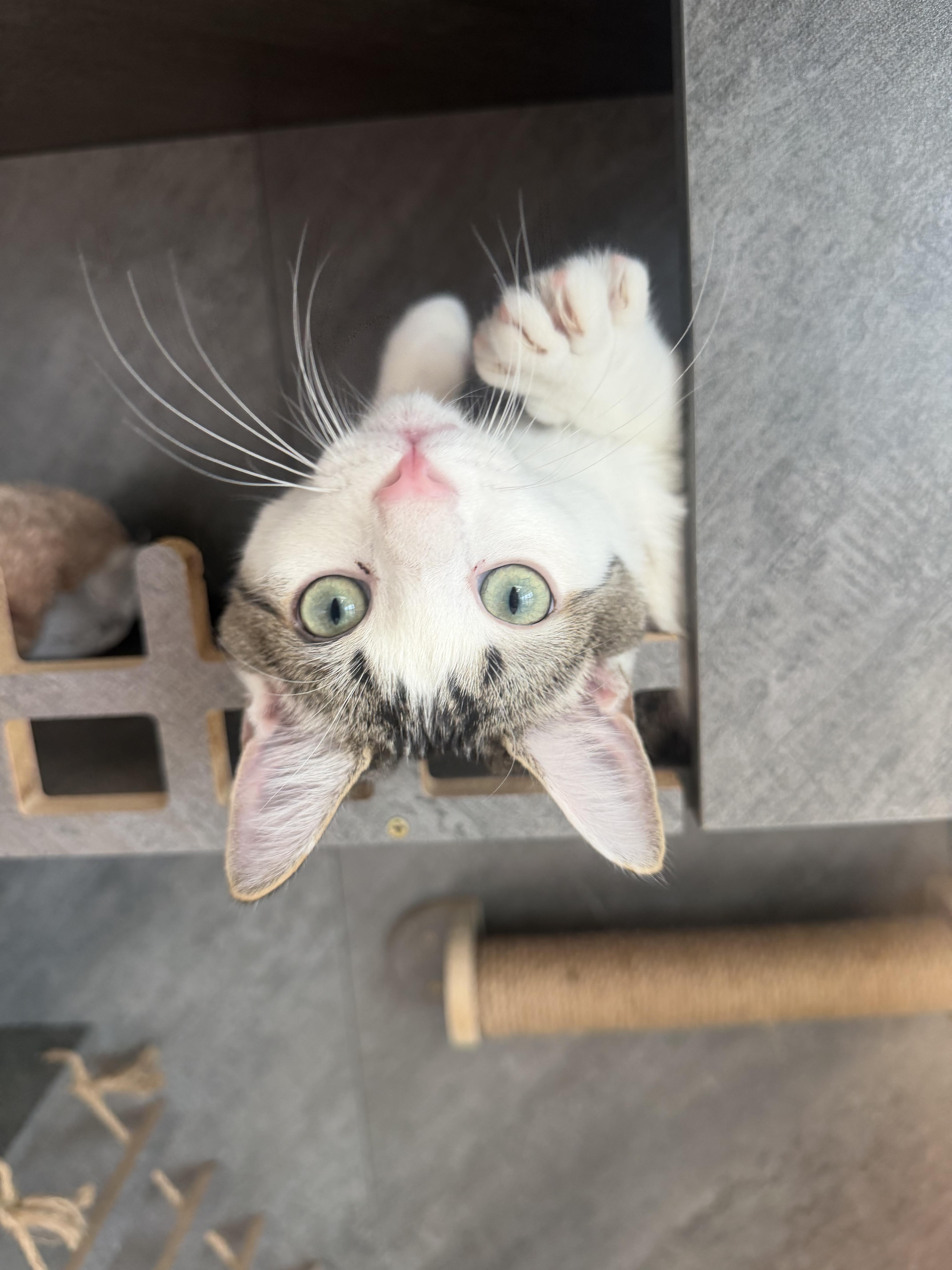 Enlarge Dylan, a Adoptable Domestic Short Hair in Alexandria, VA image 2/5