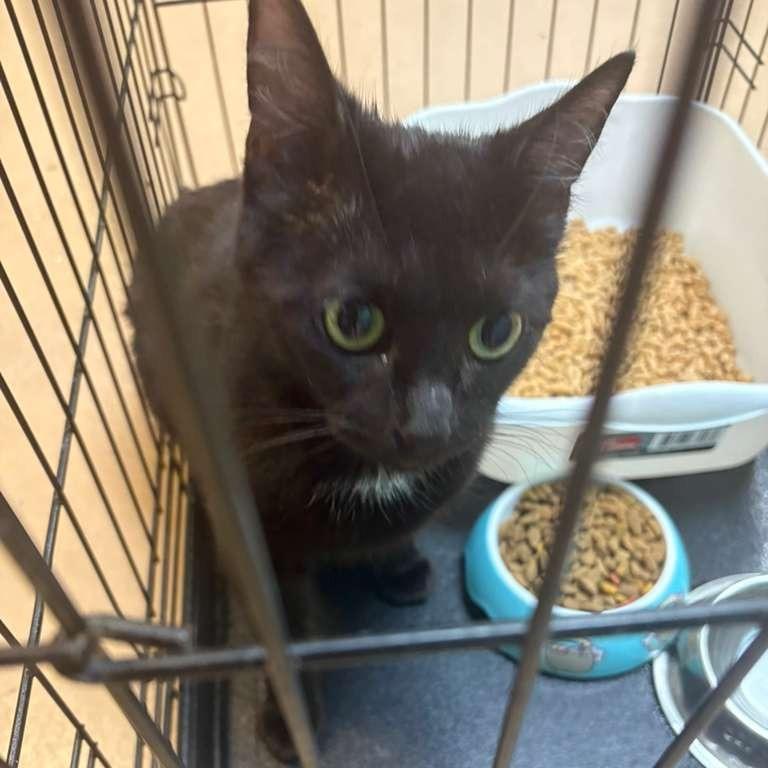 Ivypebble, Adoptable, Young Female Domestic Short Hair.