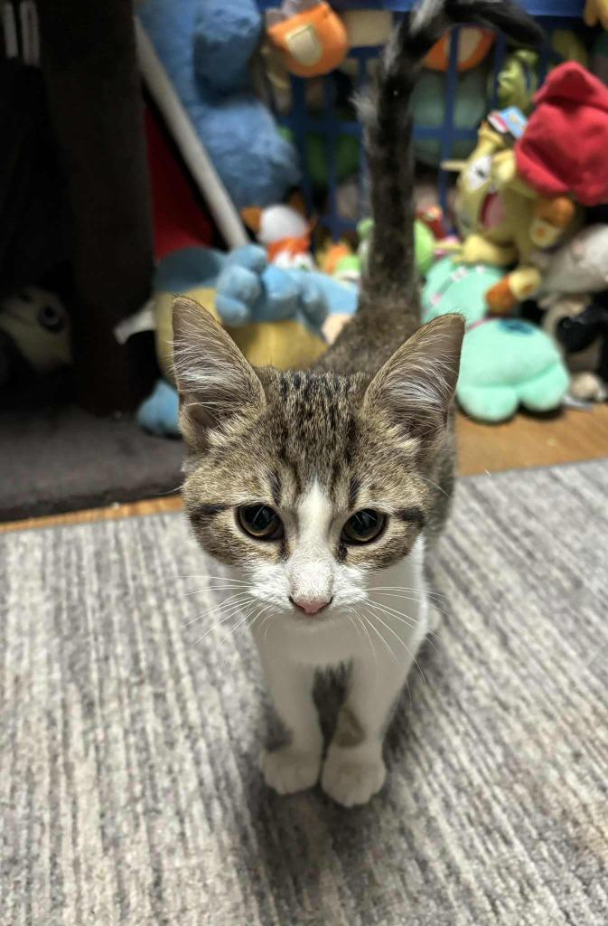 Silas, Adoptable, Young Male Domestic Short Hair.