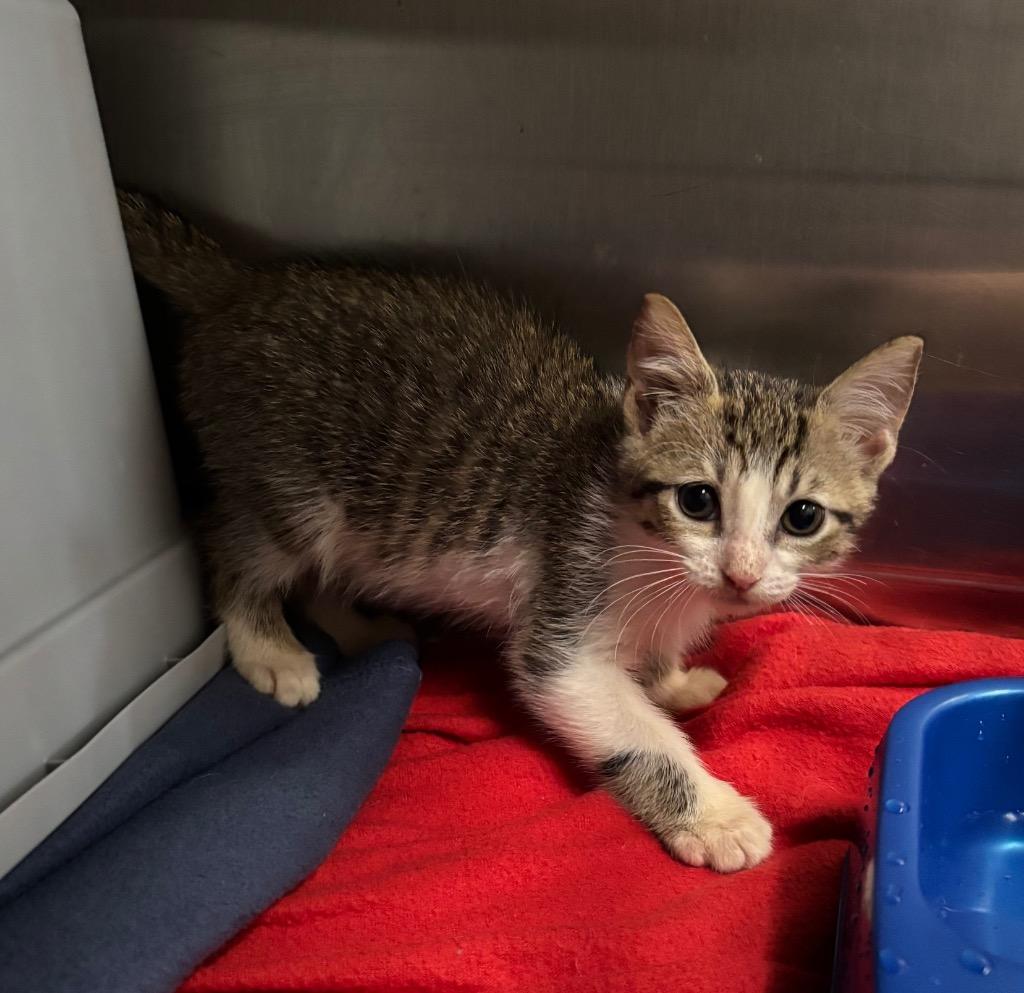 Enlarge Silas, a Adoptable mixed breed in Buford, GA image 2/2