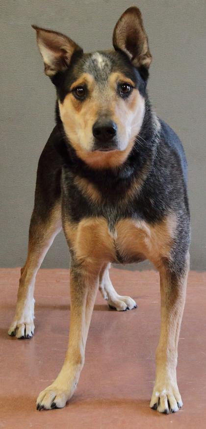 Enlarge Bluey, a ADOPTABLE mixed breed in Rapid City, SD image 5/5
