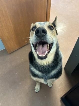Enlarge Bluey, a ADOPTABLE mixed breed in Rapid City, SD image 3/5