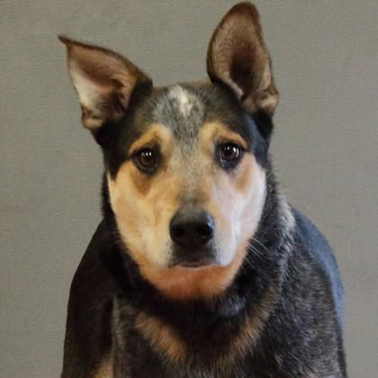 Enlarge Bluey, a ADOPTABLE mixed breed in Rapid City, SD image 1/5
