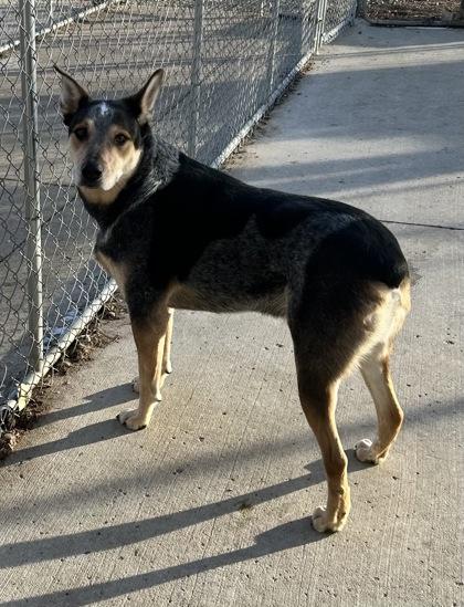 Enlarge Bluey, a ADOPTABLE mixed breed in Rapid City, SD image 4/5