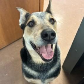 Enlarge Bluey, a ADOPTABLE mixed breed in Rapid City, SD image 2/5