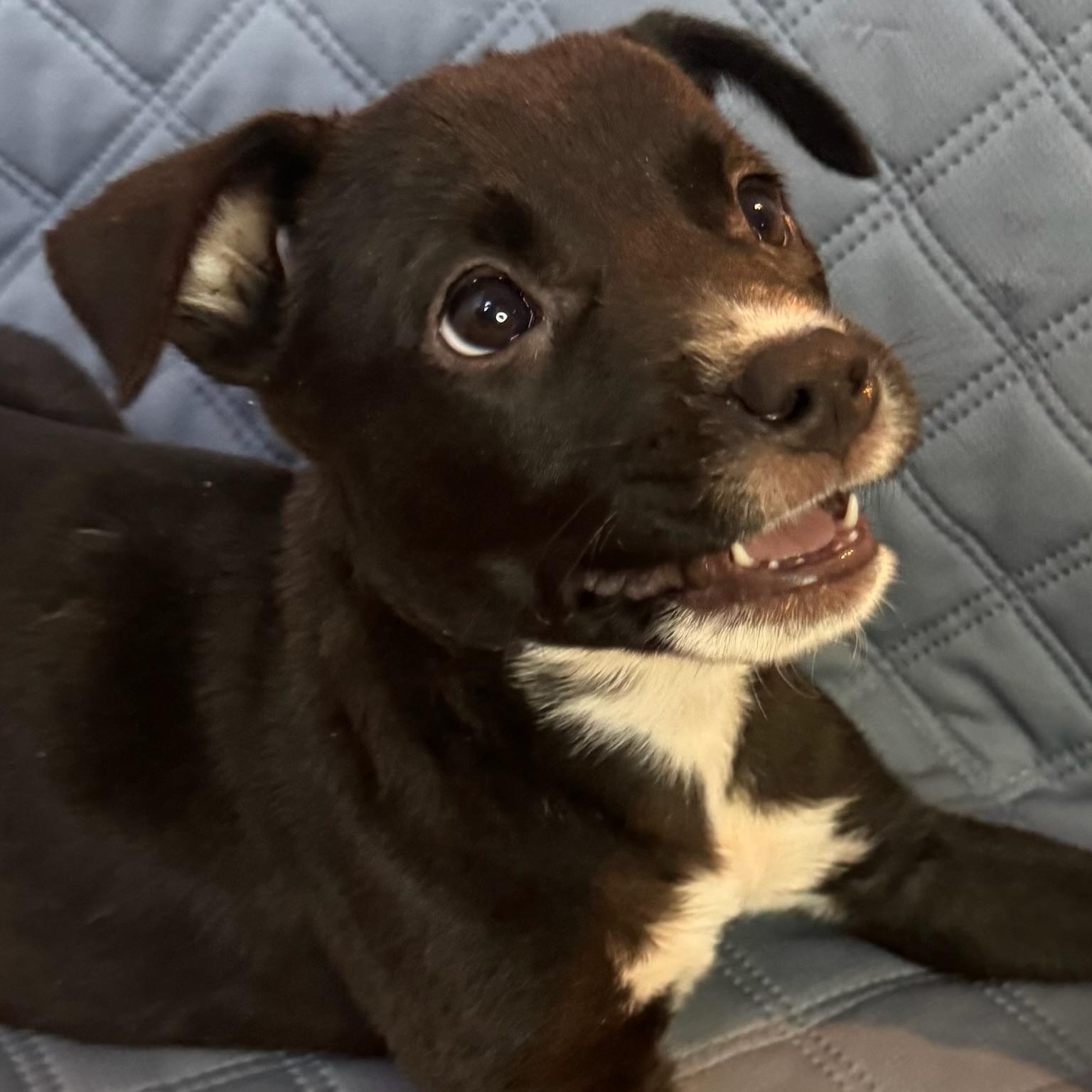 Tahiti, a Adoptable mixed breed in Des Moines, WA image 2/6