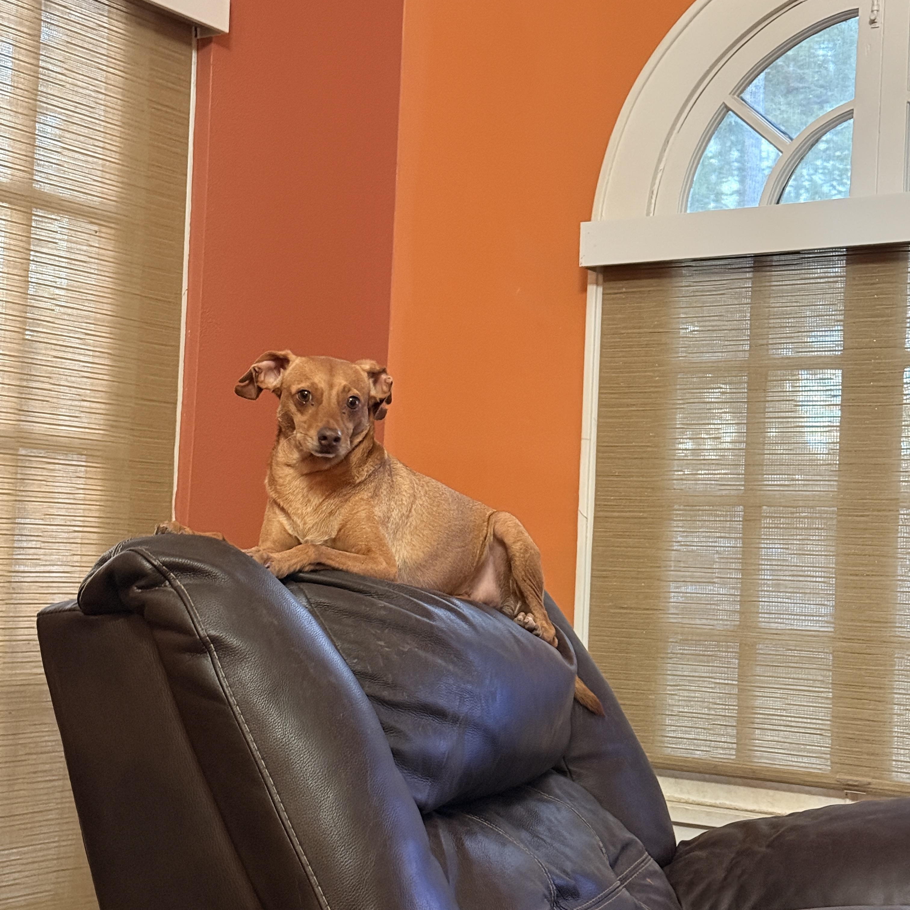 Bear, Adoptable, Young Male Miniature Pinscher & Chihuahua.