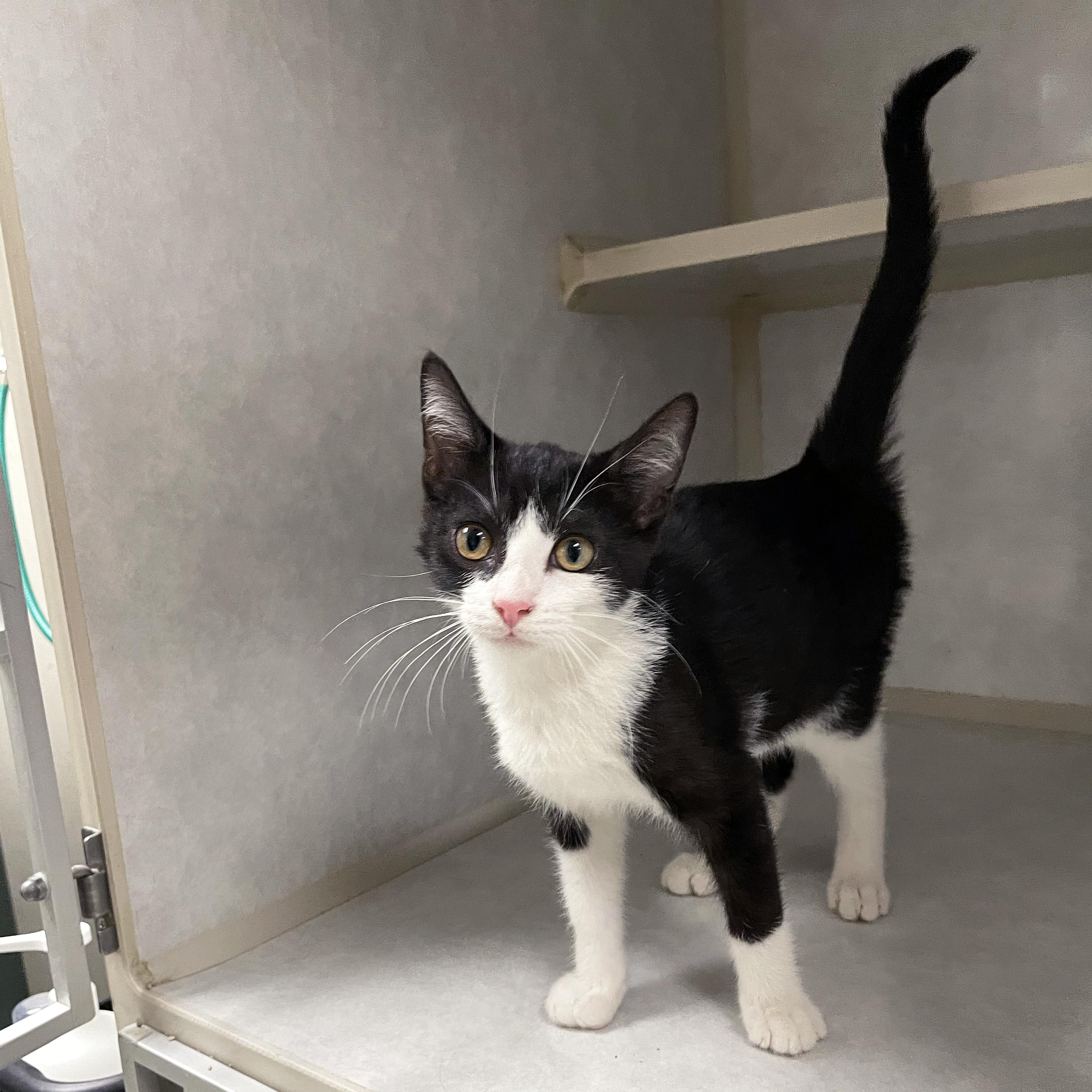 Enlarge Charlie, a Adopted Domestic Short Hair in Walnut Creek, CA image 2/3