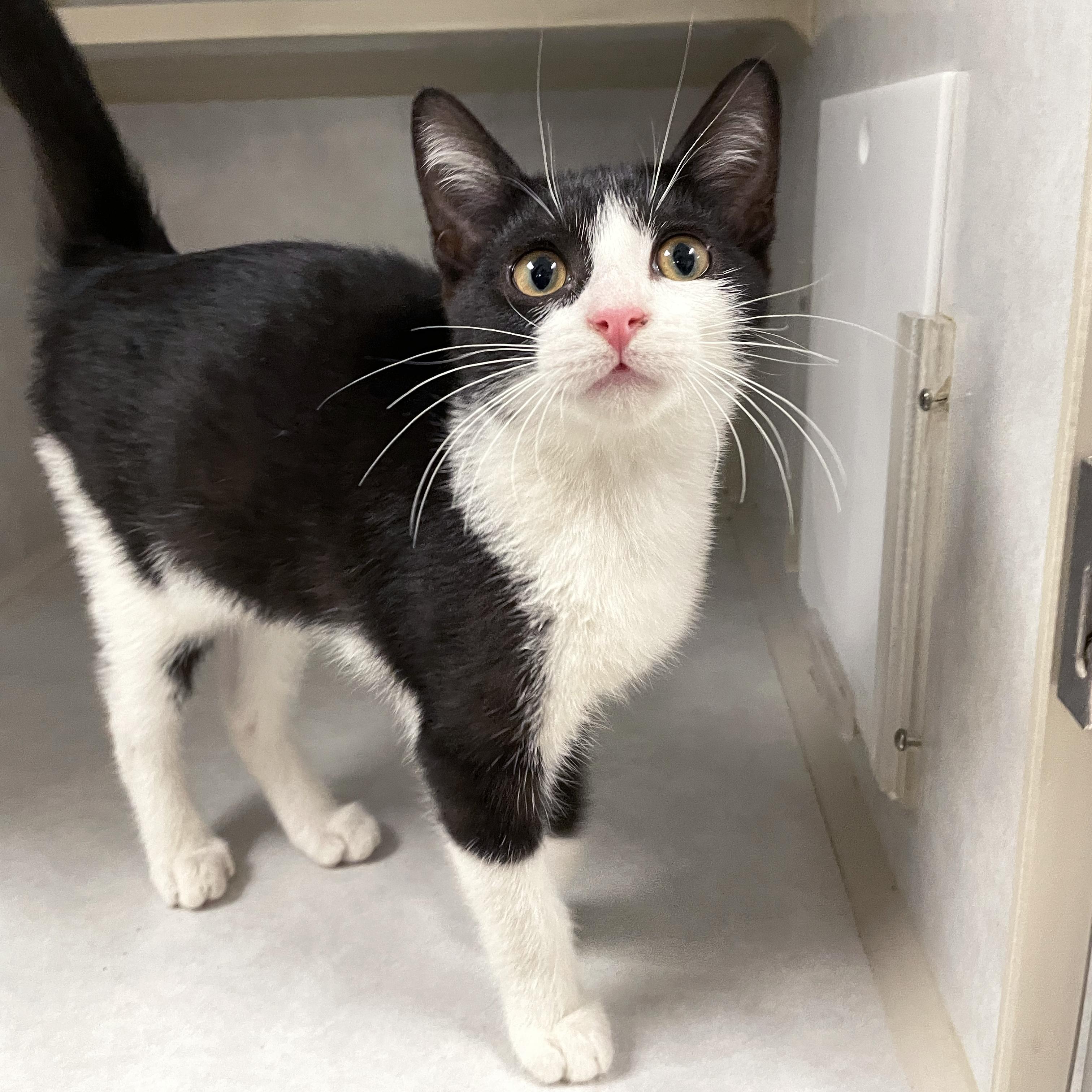 Charlie, Adopted, Young Male Domestic Short Hair.