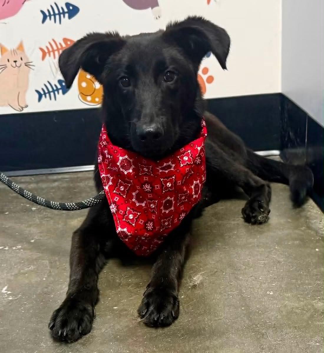 Enlarge Scottsdale, a ADOPTABLE mixed breed in Cumming, GA image 1/1