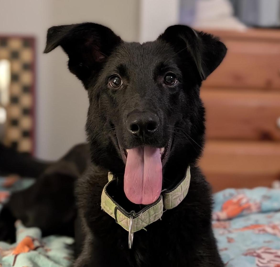 Scottsdale, ADOPTABLE, Puppy Male Labrador Retriever & Shepherd.