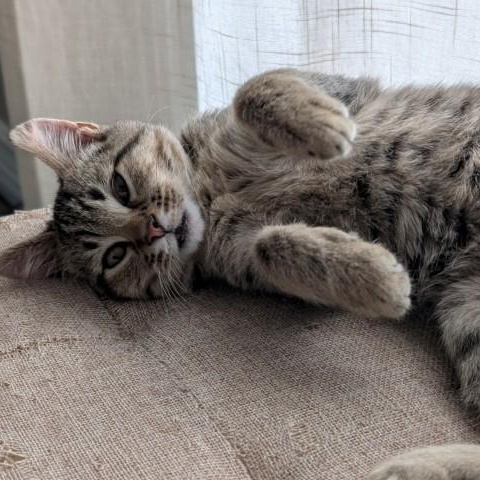 Enlarge Joker Morley-Steve, an adopted mixed breed in Denver, CO image 2/6