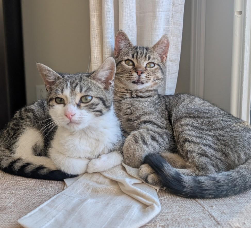 Enlarge Joker Morley-Steve, an adopted mixed breed in Denver, CO image 6/6