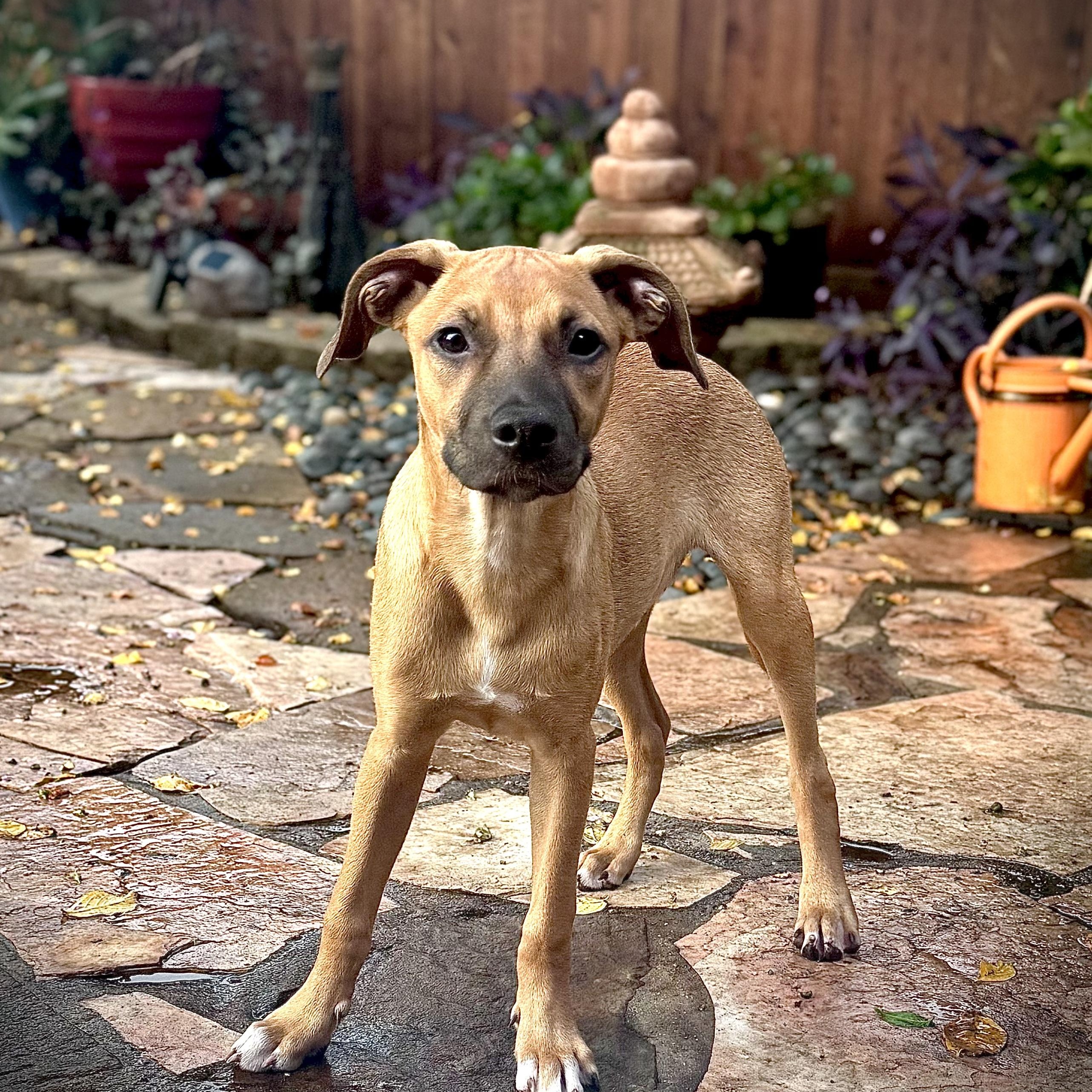 Enlarge Jake! sweet and friendly!, a Adoptable mixed breed in Cambridge, MA image 1/4