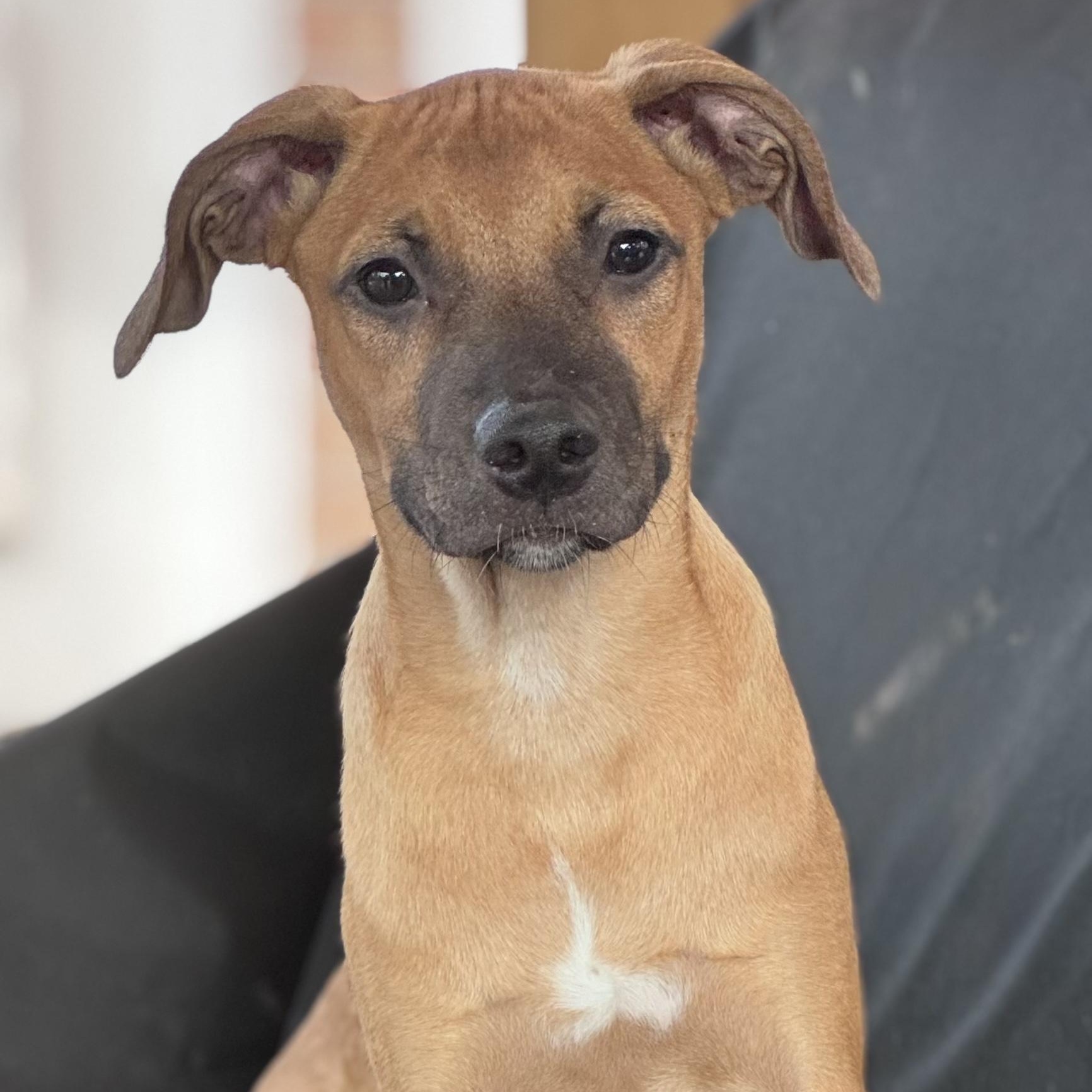 Enlarge Jake! sweet and friendly!, a Adoptable mixed breed in Cambridge, MA image 2/4