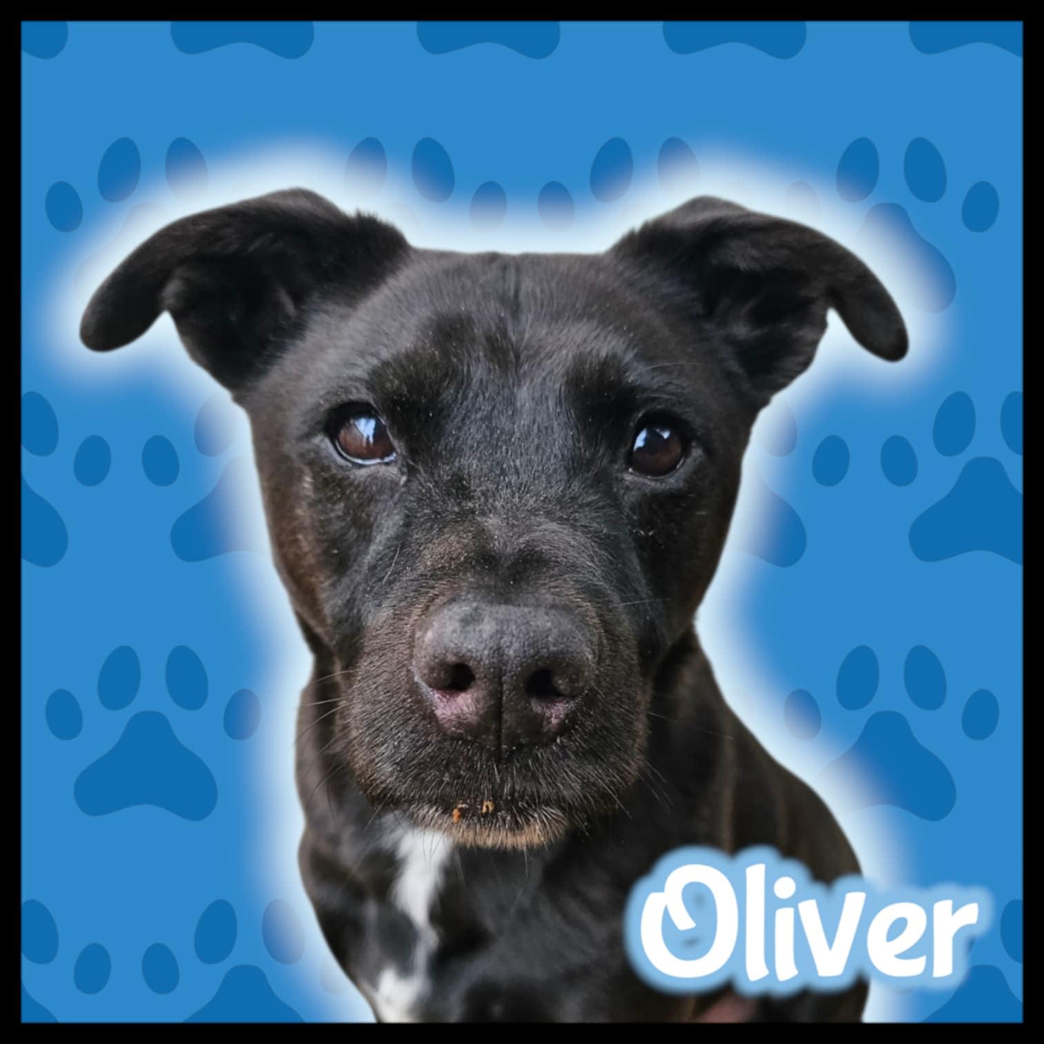 Oliver — thumbnail 2