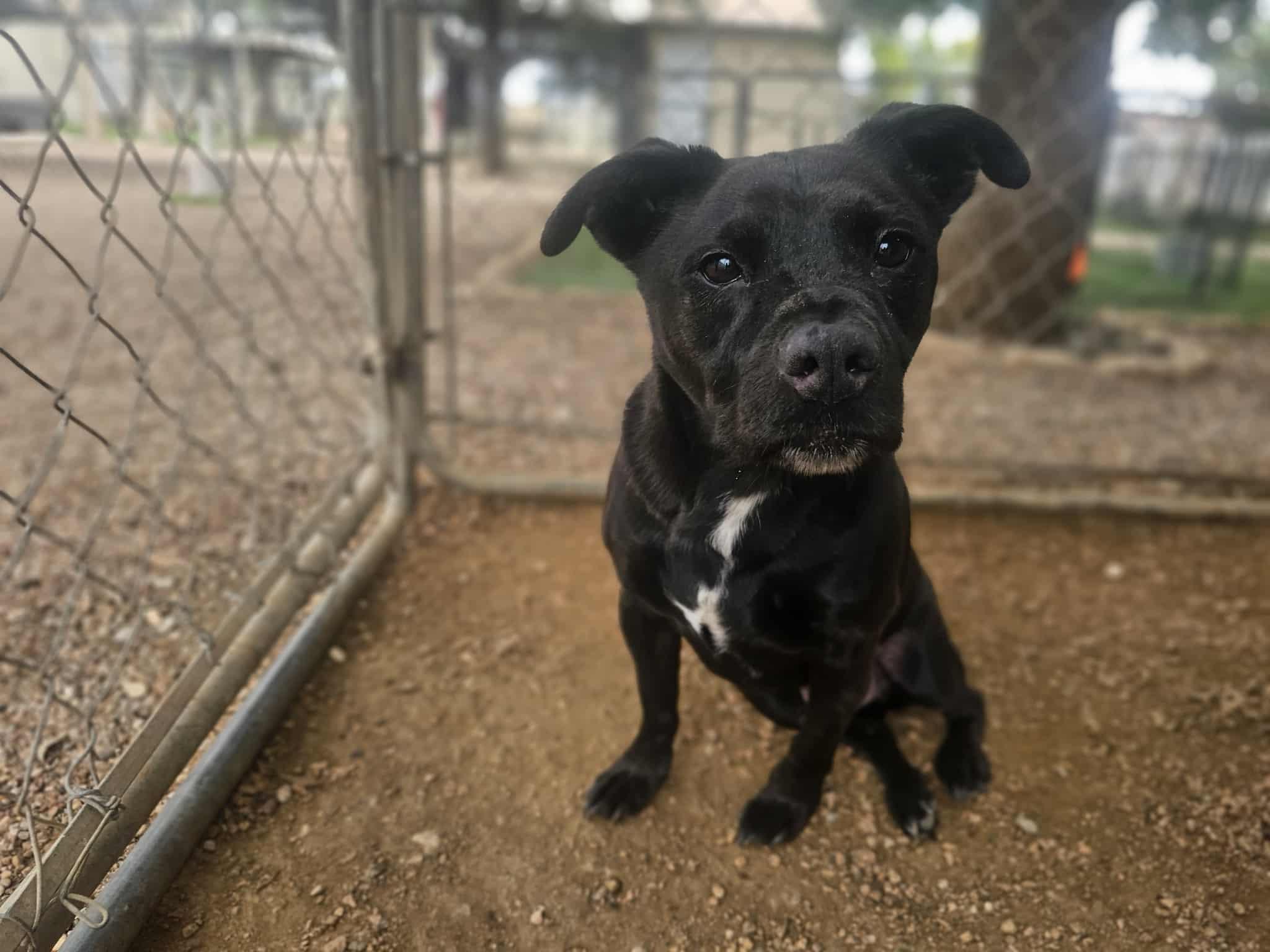 Oliver — thumbnail 3