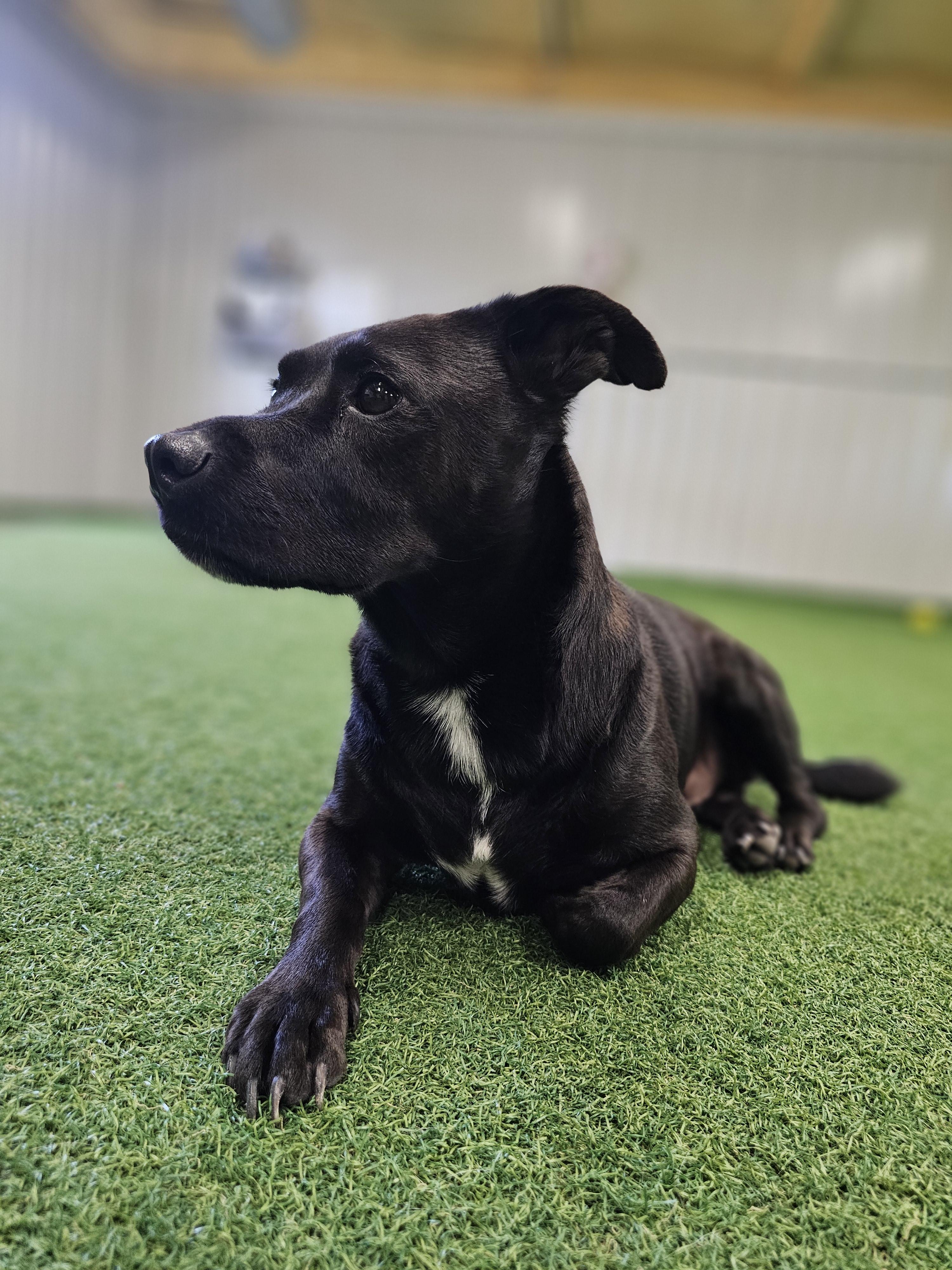 Oliver — thumbnail 4