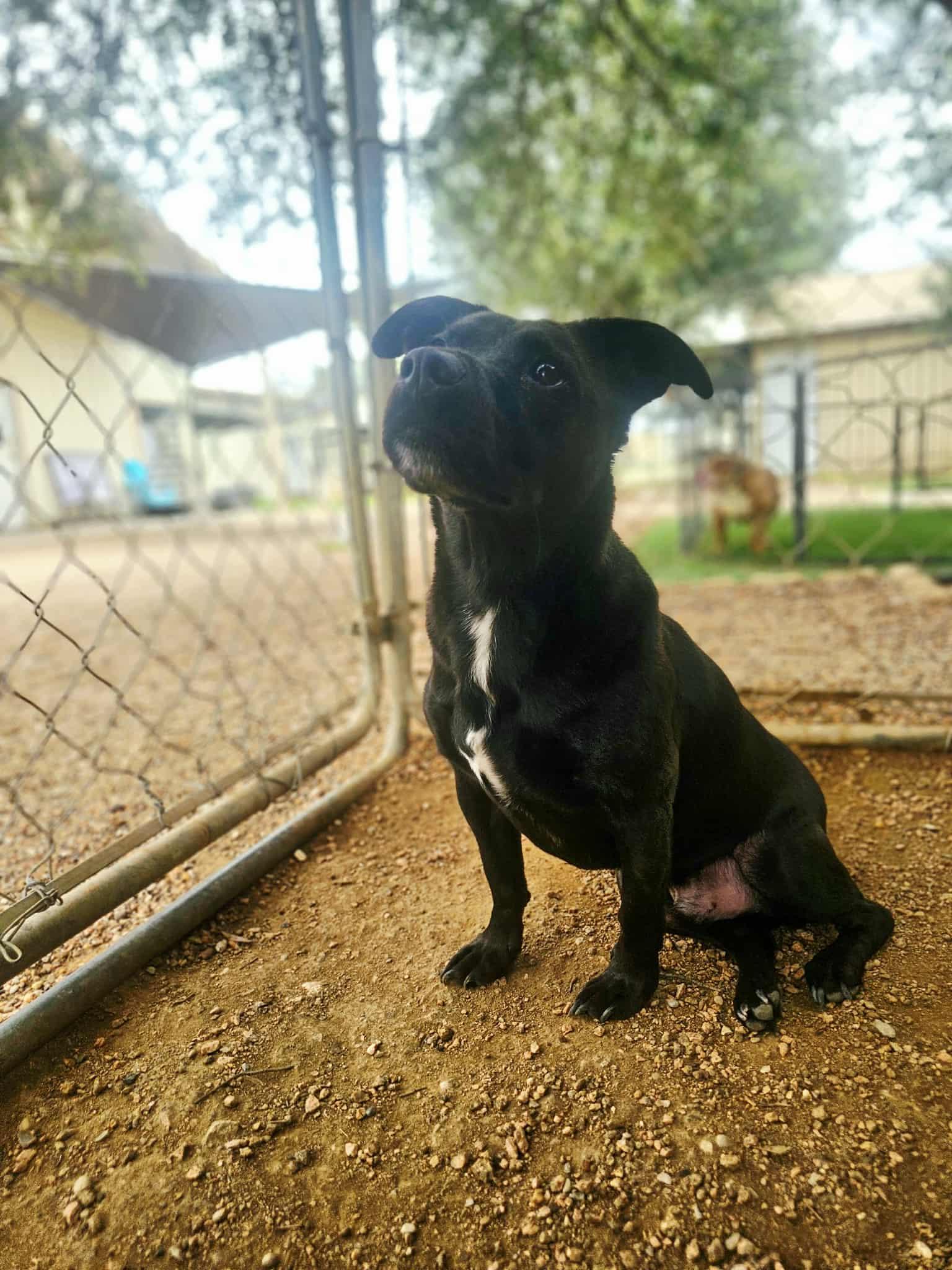 Oliver — thumbnail 6