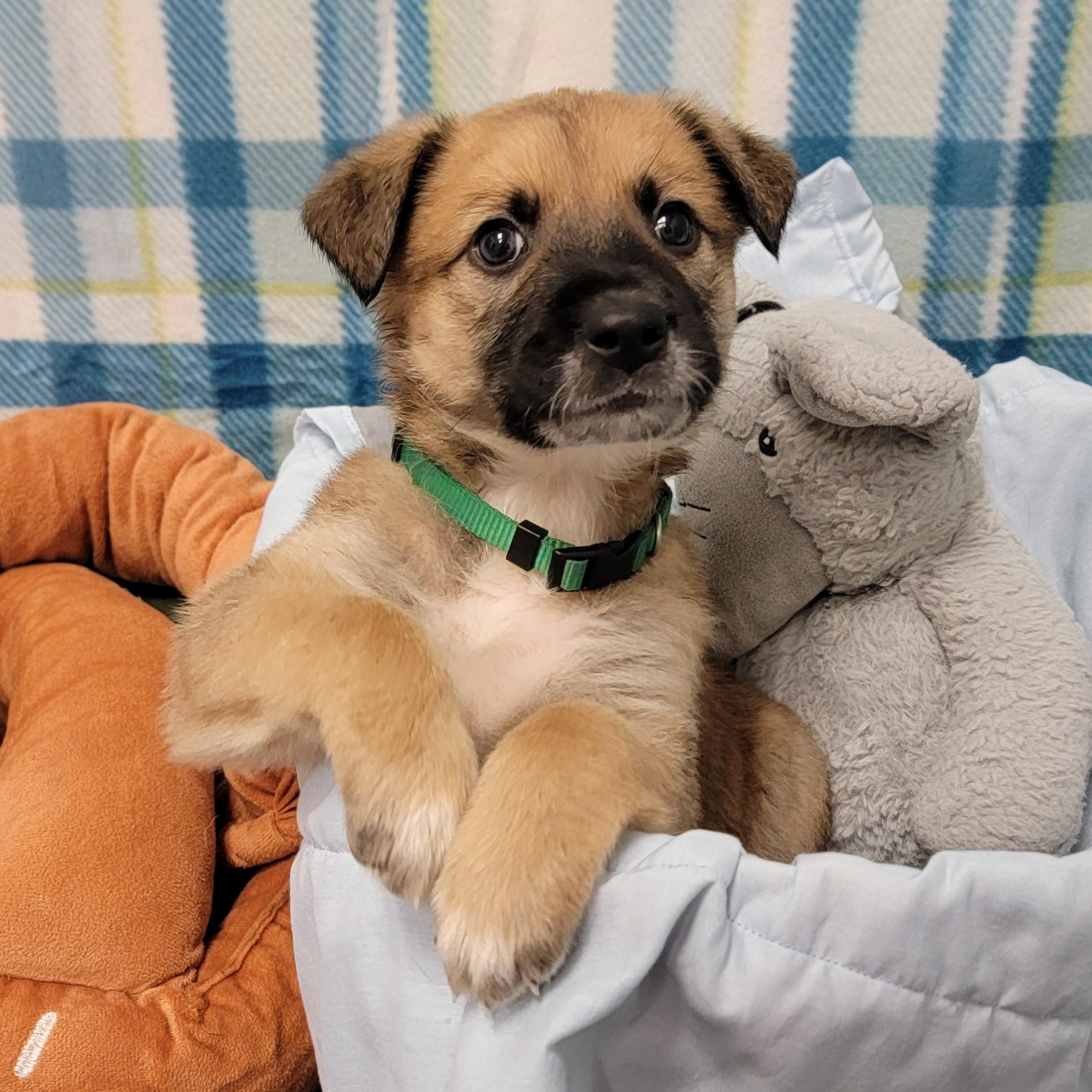 Chili, a ADOPTABLE mixed breed in ALPINE, TX image 1/6