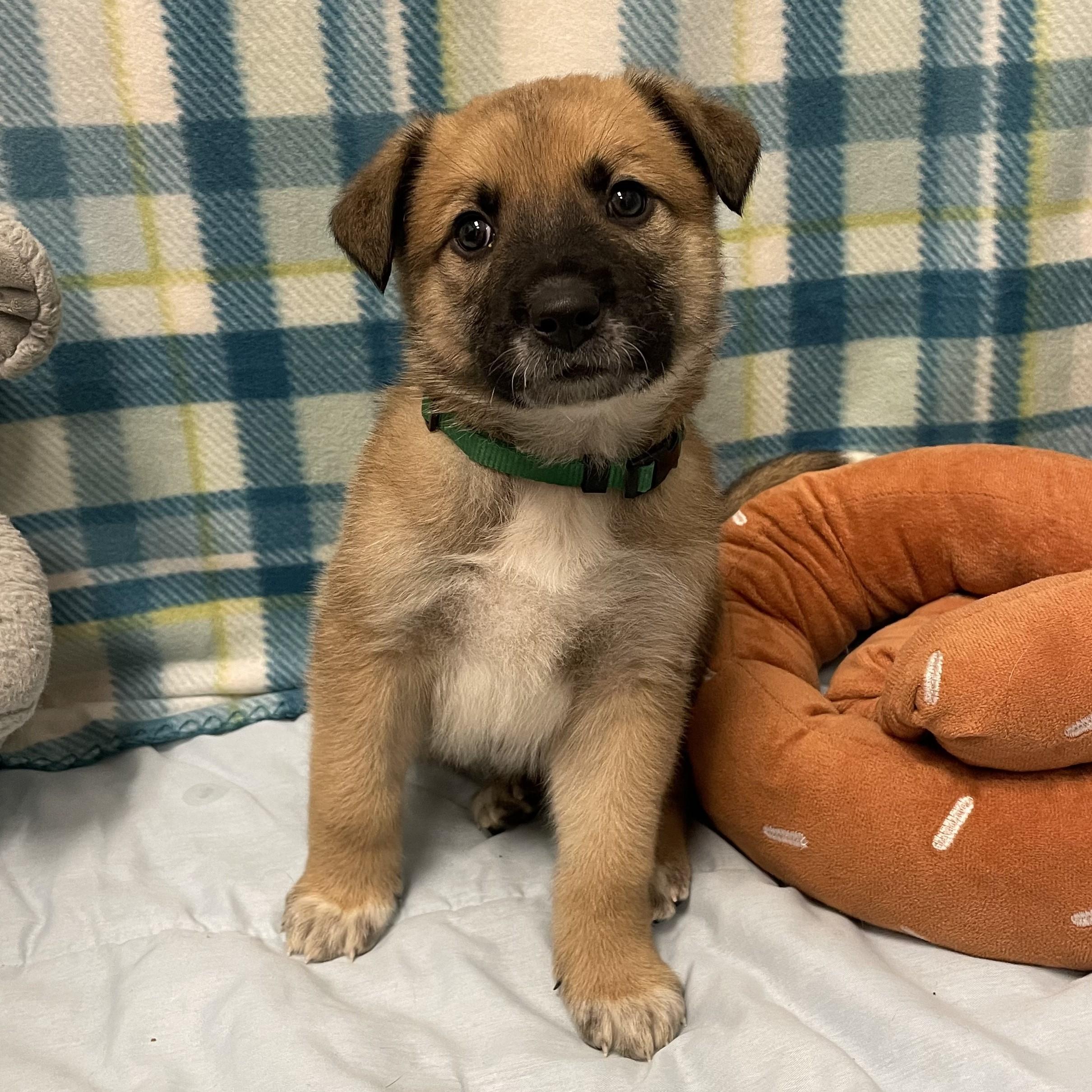 Chili, a ADOPTABLE mixed breed in ALPINE, TX image 5/6