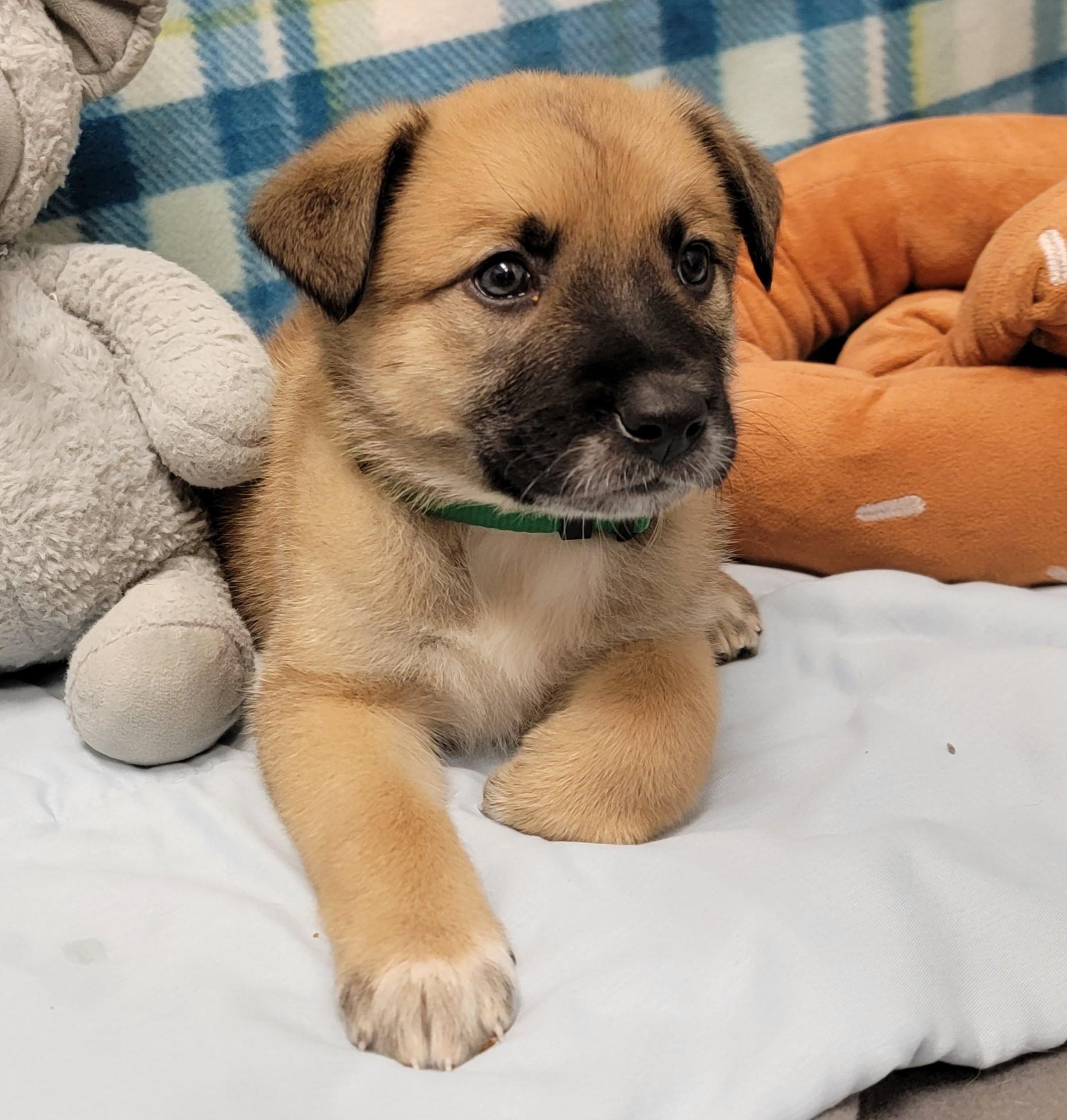 Chili, a ADOPTABLE mixed breed in ALPINE, TX image 4/6