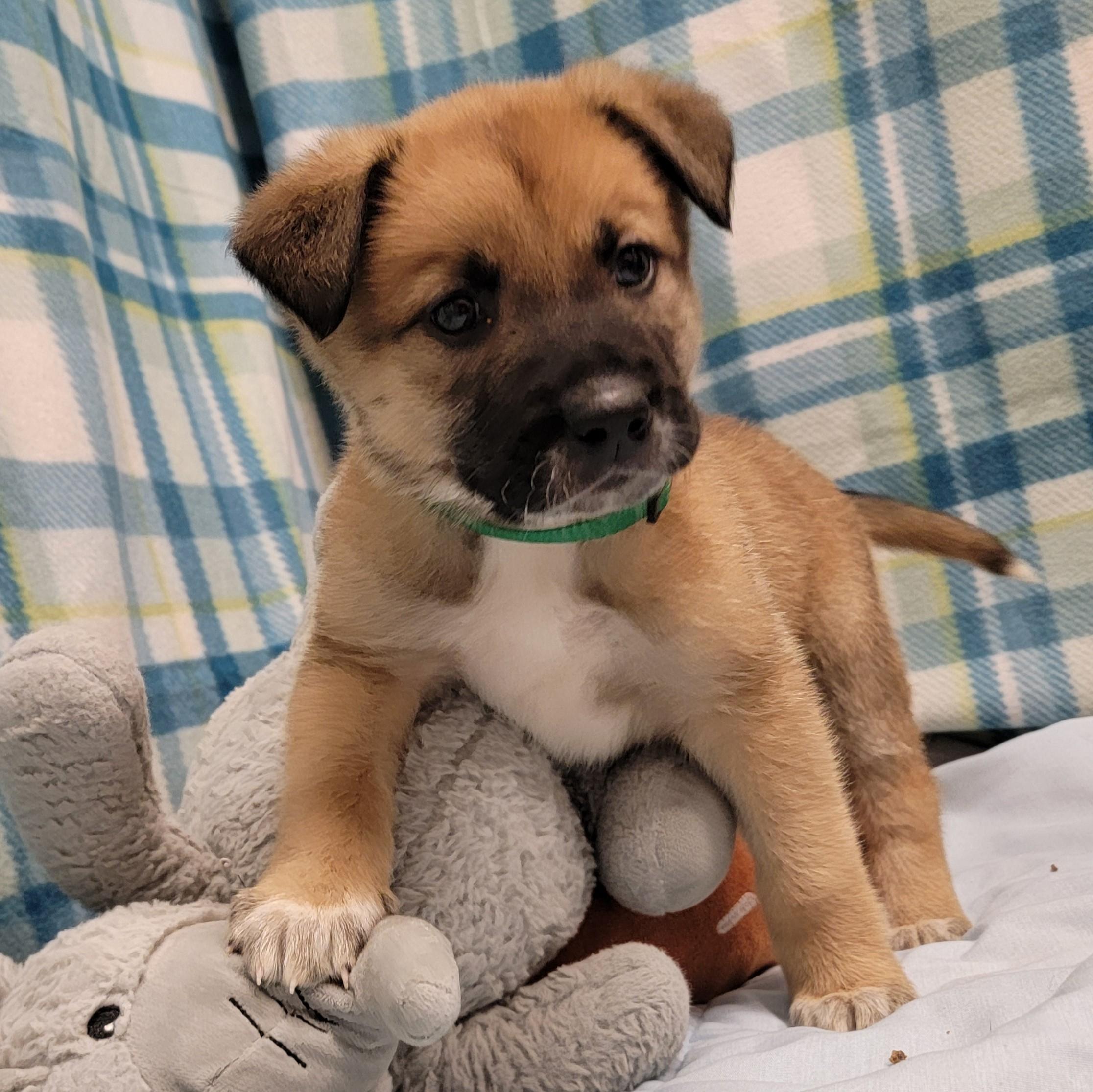 Chili, a ADOPTABLE mixed breed in ALPINE, TX image 6/6