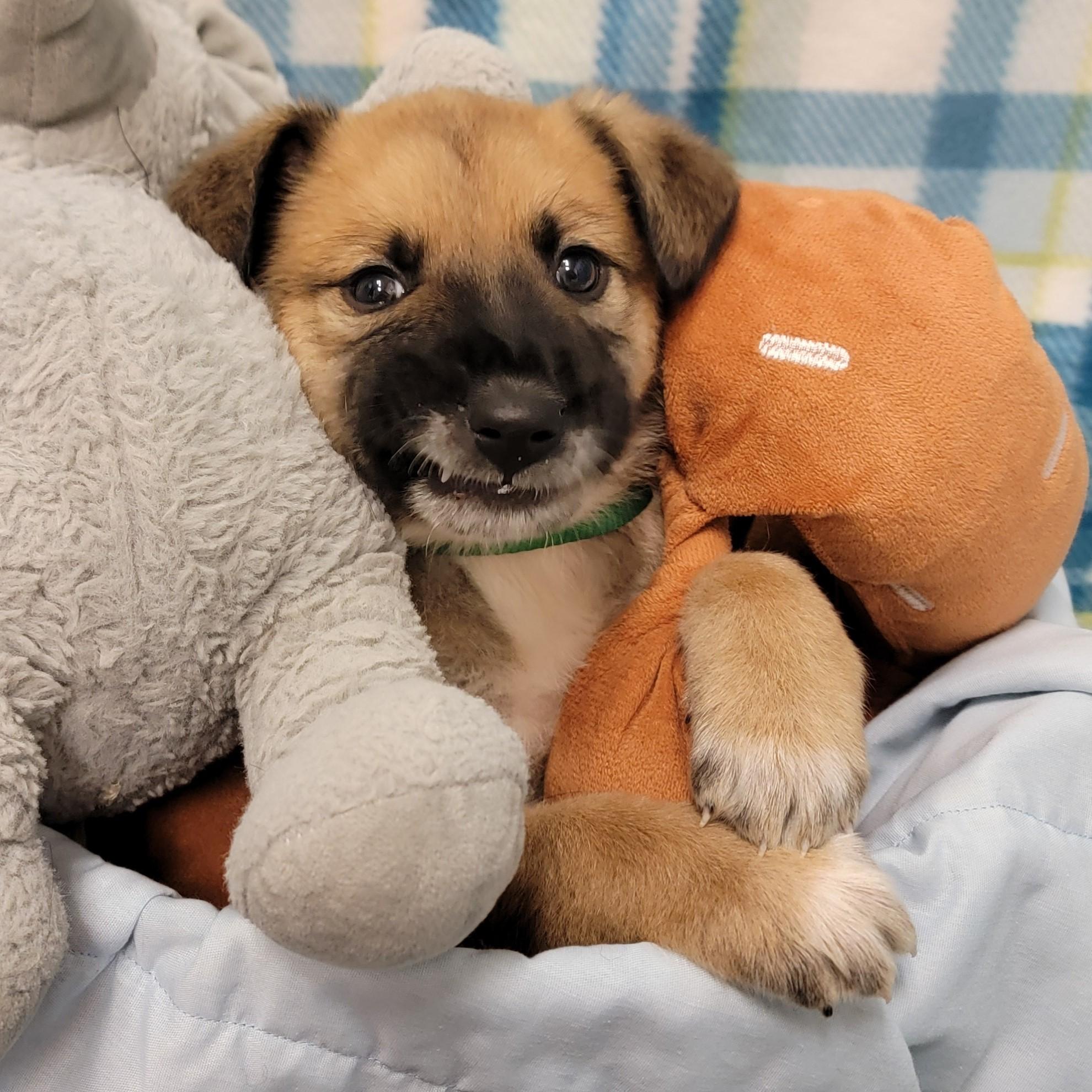 Chili, a ADOPTABLE mixed breed in ALPINE, TX image 3/6