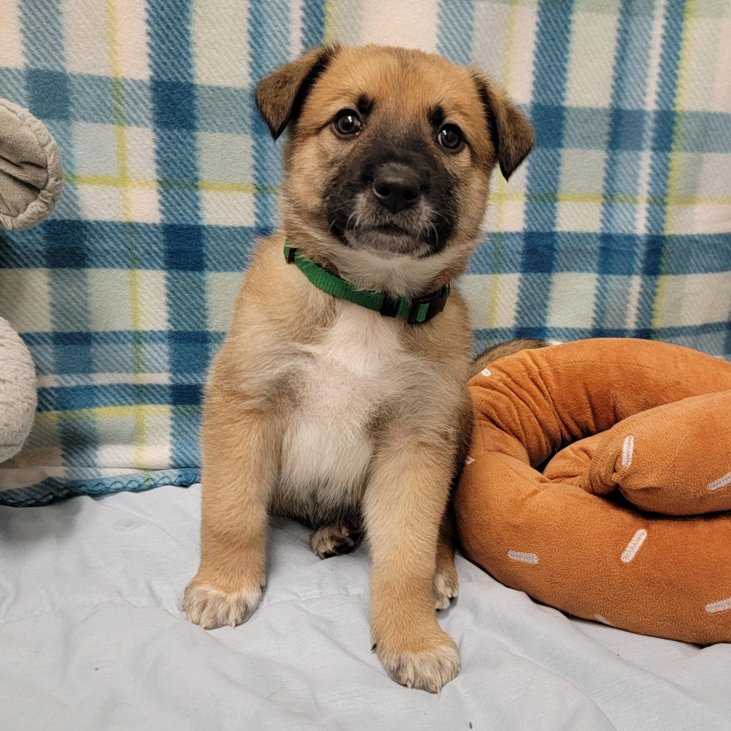 Chili, a ADOPTABLE mixed breed in ALPINE, TX image 2/6