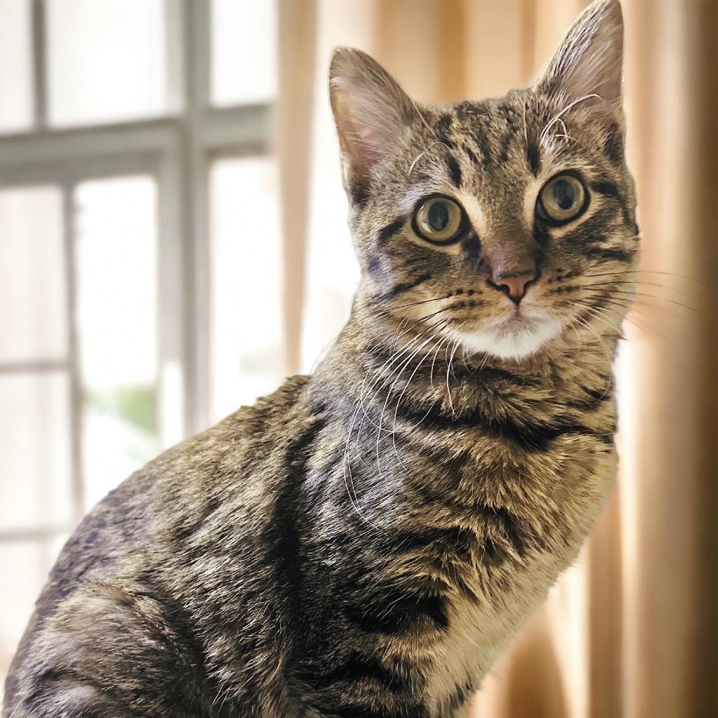 Haruto, Adoptable, Young Male Domestic Short Hair.