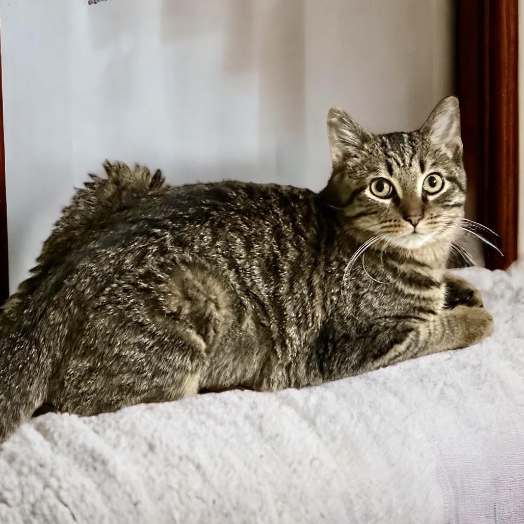 Enlarge Haruto, a Adoptable Domestic Short Hair in Madison , WI image 2/2