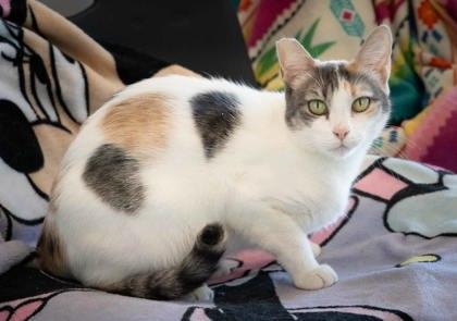 Gemma, Adoptable, Adult Female Domestic Short Hair & Domestic Short Hair.