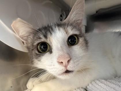 Gemma, Adoptable, Adult Female Domestic Short Hair & Domestic Short Hair.