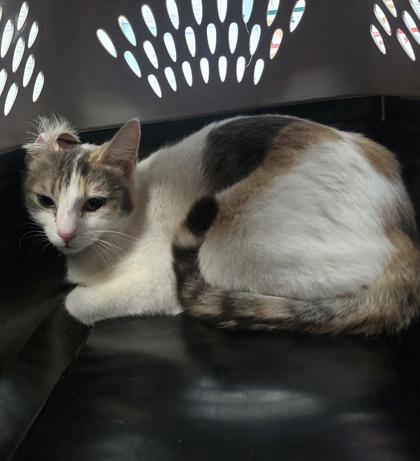 Enlarge Gemma, a Adoptable mixed breed in Roseville, CA image 2/2