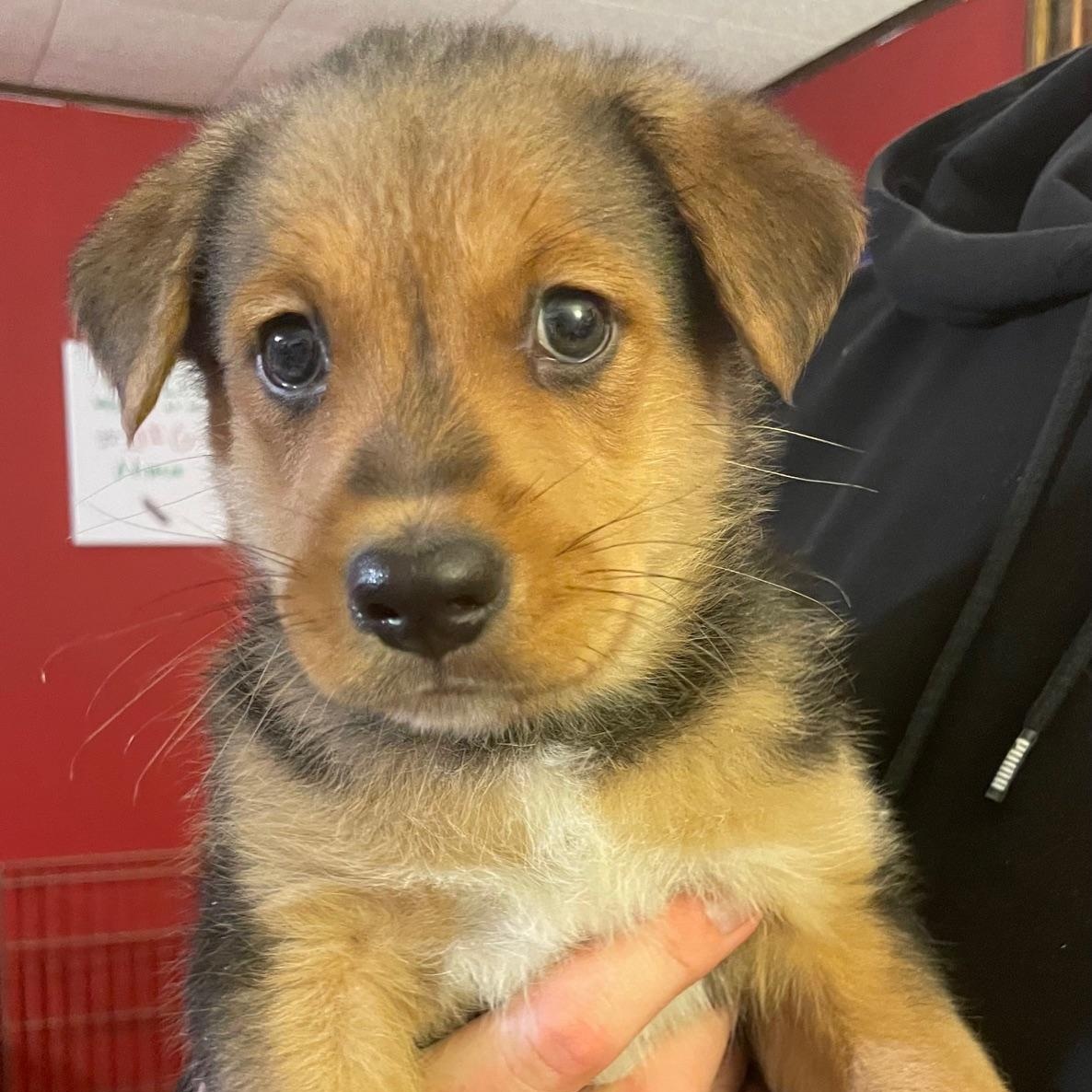 Davis, adopted, Puppy Male Australian Shepherd.