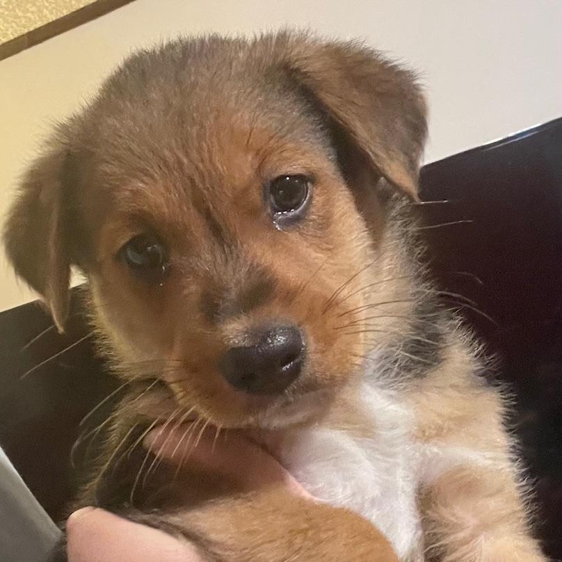 Enlarge Davis, an adopted Australian Shepherd in Minneapolis, MN image 3/3