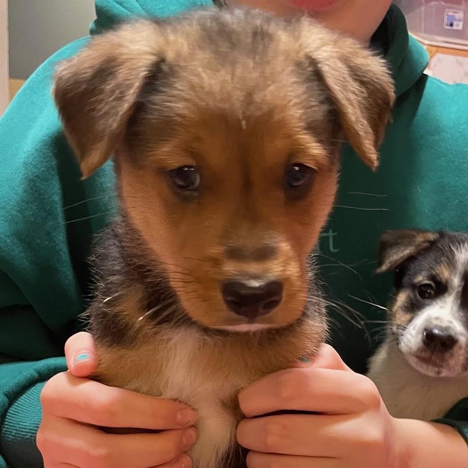 Enlarge Davis, an adopted Australian Shepherd in Minneapolis, MN image 2/3