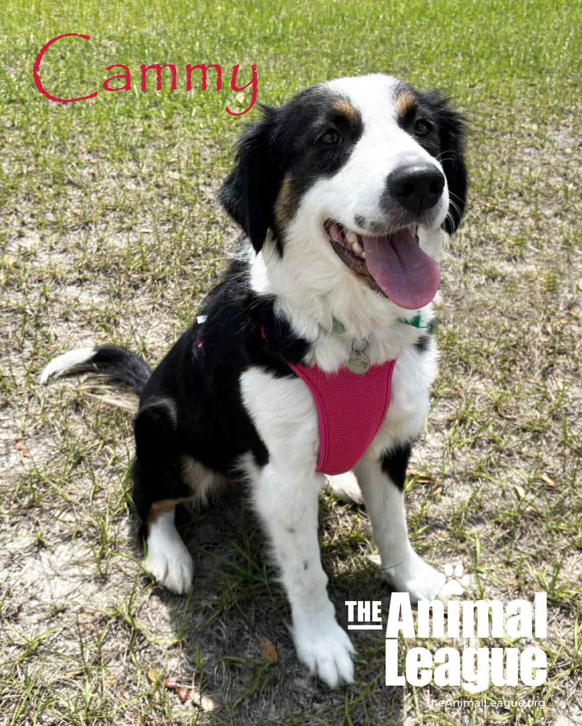 Enlarge Cammy, a Adoptable mixed breed in Groveland, FL image 3/4