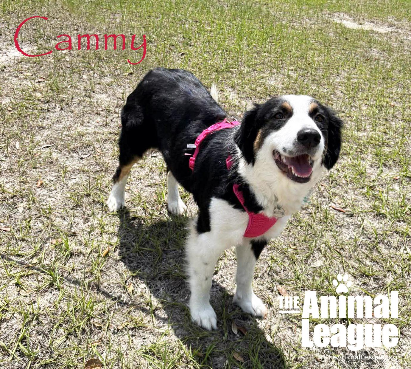 Enlarge Cammy, a Adoptable mixed breed in Groveland, FL image 2/4