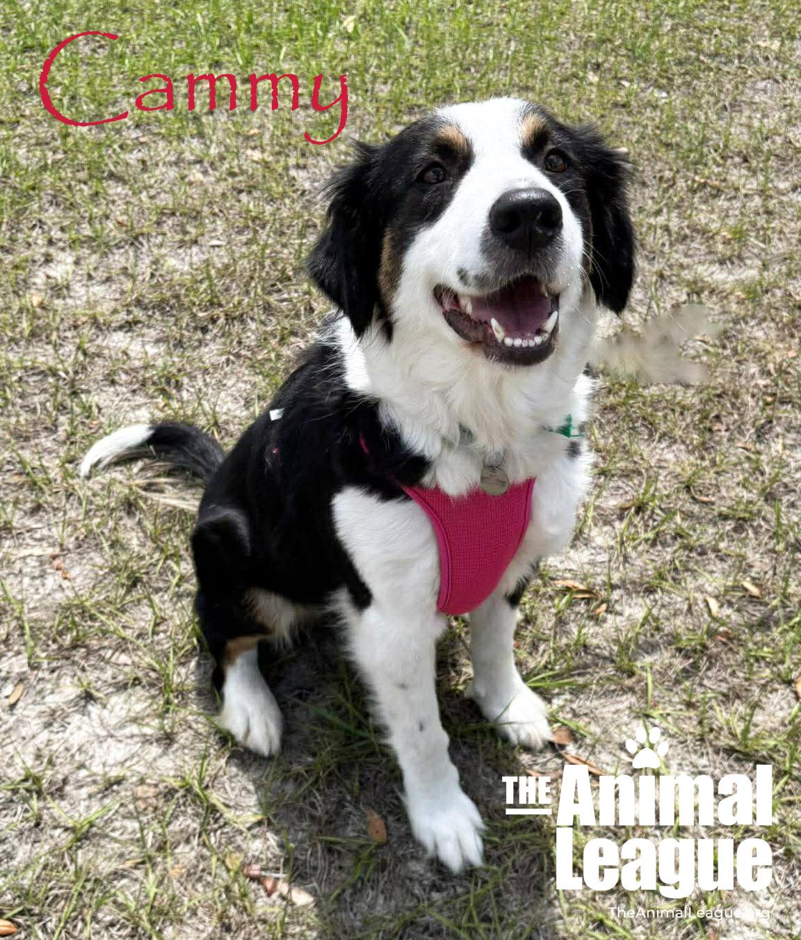 Cammy, Adoptable, Adult Female Australian Shepherd.