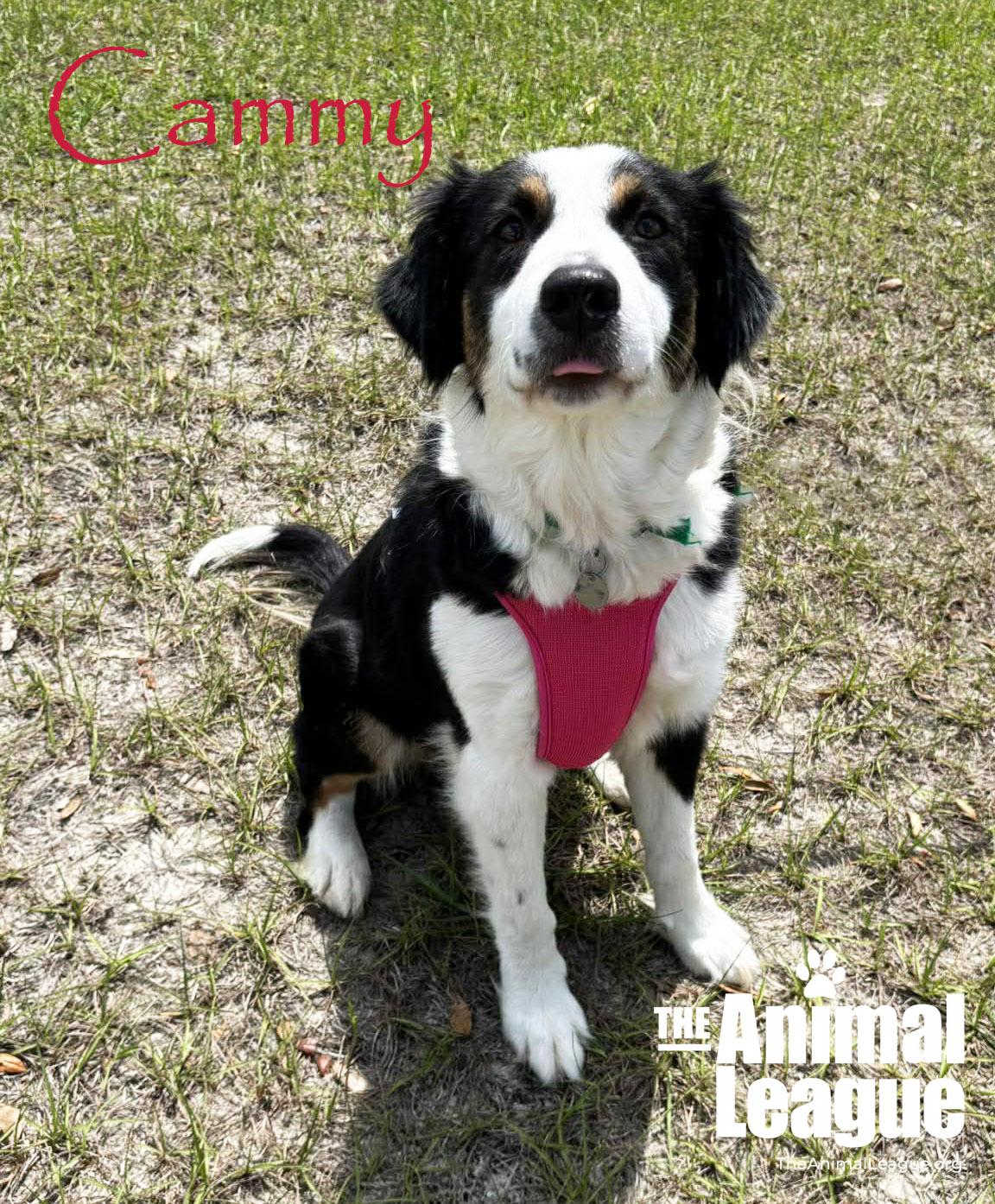 Enlarge Cammy, a Adoptable mixed breed in Groveland, FL image 4/4