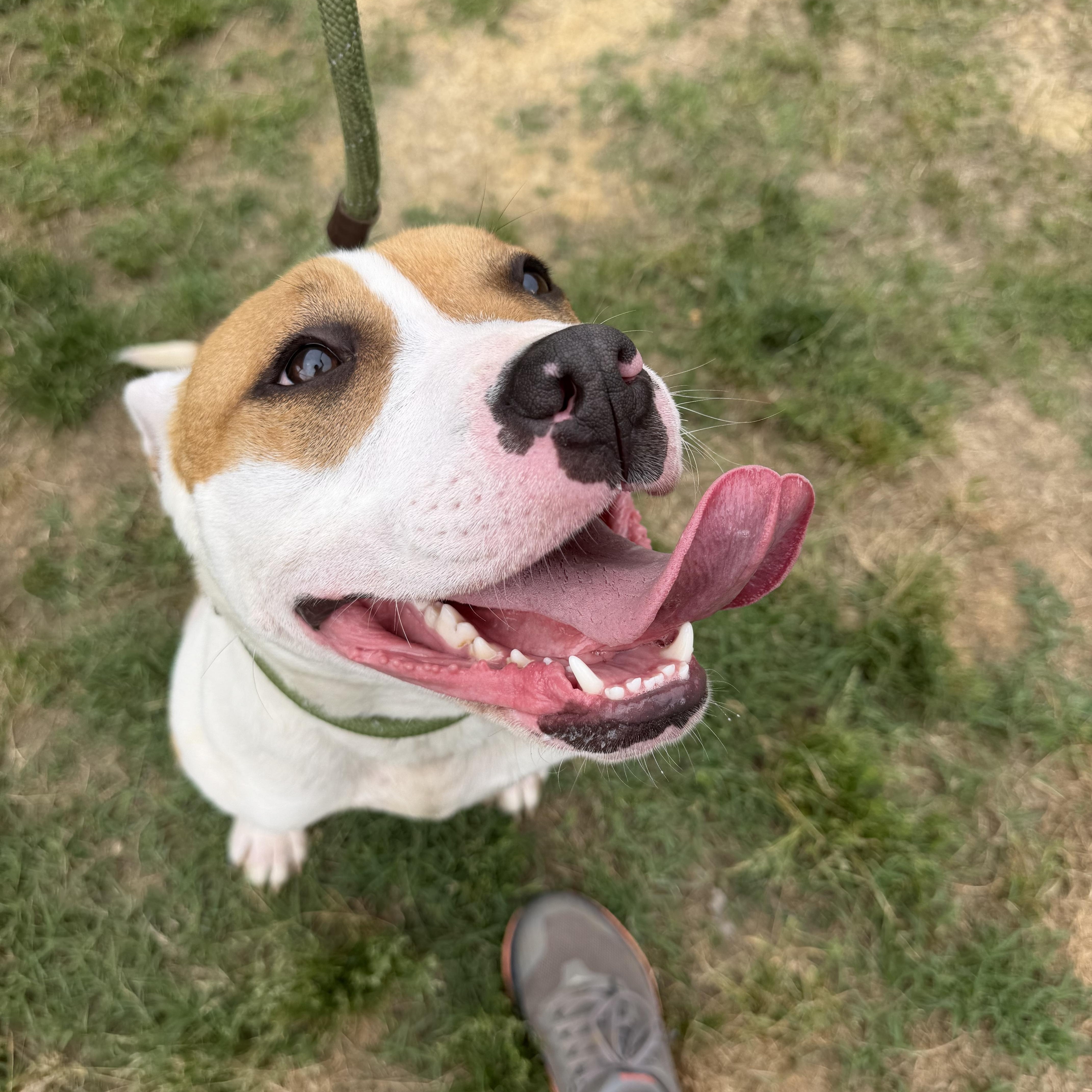 Lillian, an adopted mixed breed in Lancaster, SC image 4/4
